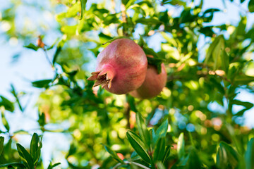 Close-up of pomegranates growing on branch in the garden. Autumn fruit season