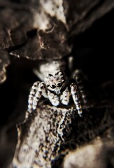 spider on the tree