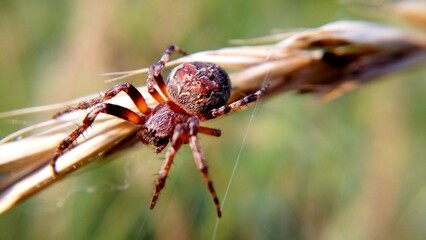 spider on the grass