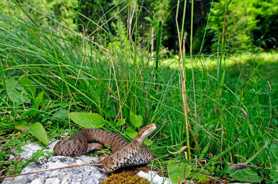 Kreuzotter (Vipera berus marasso) aus den Italienischen Alpen / European adder (Vipera berus marasso) from the Italian Alps