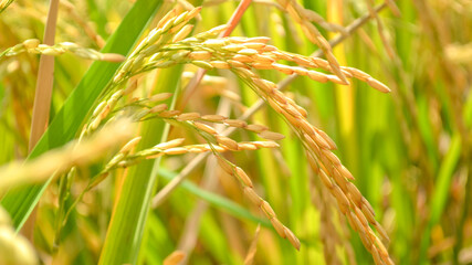 Yellow rice grains ready to harvest