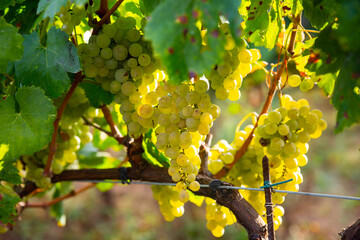 Juicy white grapes growing on vine in vinery, new harvest of wine grape