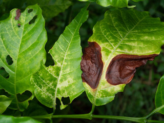 Brown damage by anthracnose on the green leaf of Robusta coffee plant tree, Plant diseases that...
