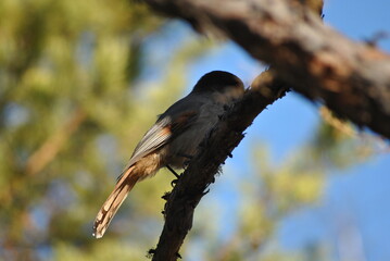bird on a branch