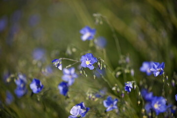 Fototapeta na wymiar Blue flowers in spring, Flax (Linum usitatissimum) flowers 