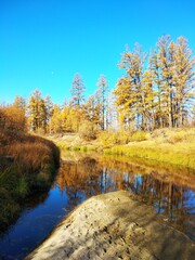 autumn in the forest