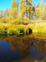 autumn in the forest