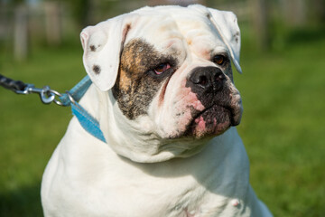 White coat American Bulldog dog portrait outside