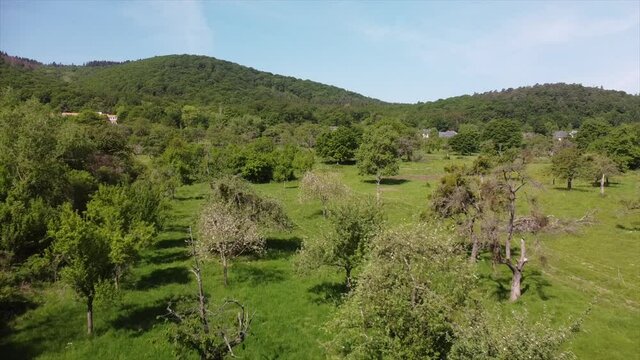 Streuobstwiesen, gef&auml;hrdeter Lebensraum im Rheintal bei Boppard-Buchenau