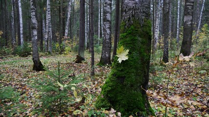 forest in autumn