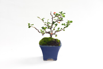 Small Bonsai Tree. Potted Plant. Japanese Quince