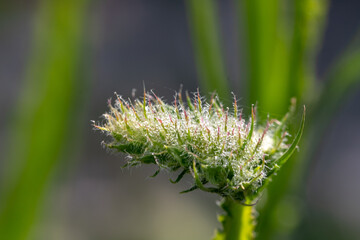 close up of grass