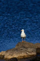 A seagull on the sea illuminated by the sun
