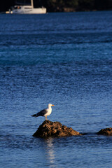 A seagull on the sea illuminated by the sun
