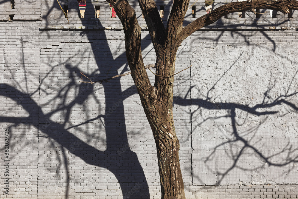 Poster tree shadow on wall building nature abstract backgorund