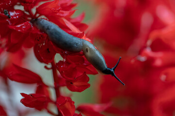 slug on a flower
