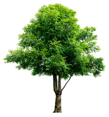 The tree is completely separated from the white ba background Scientific name Dolichandrone...