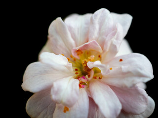 Obraz na płótnie Canvas close up of a white rose flower