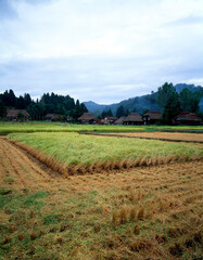 Fototapeta premium 萩ノ島環状茅葺集落