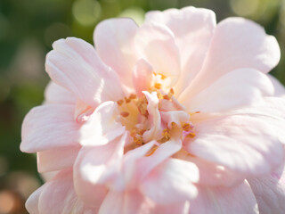 close up of pink rose