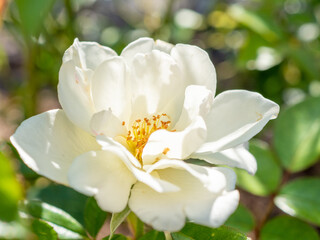 close up of  a white rose flower