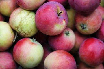 autumn harvest, apples, in the garden, bright, juicy, autumn, Apple, leaves, autumn background, background, green, yellow, red, orange, color, mood, warmth, rural life, country pictures, vintage, coun