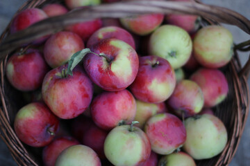 autumn harvest, apples, in the garden, bright, juicy, autumn, Apple, leaves, autumn background, background, green, yellow, red, orange, color, mood, warmth, rural life, country pictures, vintage, coun