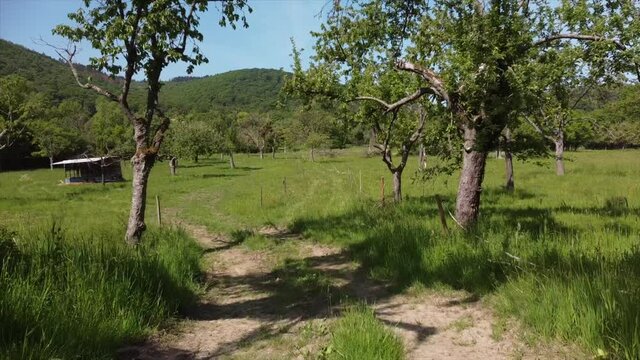 Streuobstwiesen, gef&auml;hrdeter Lebensraum im Rheintal bei Boppard-Buchenau