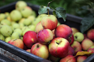 autumn harvest, apples, in the garden, bright, juicy, autumn, Apple, leaves, autumn background, background, green, yellow, red, orange, color, mood, warmth, rural life, country pictures, vintage, coun