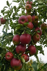Apfel ernte am Bodensee 