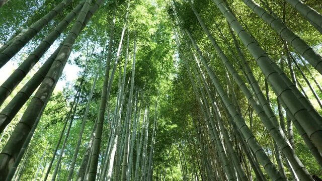 Bamboo forest with oriental beauty