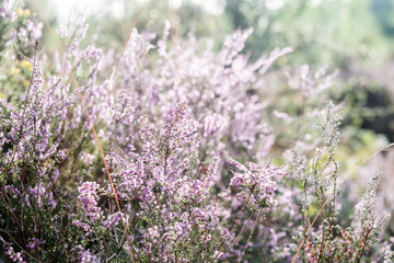 Obraz premium common heather in bloom in the forest