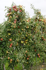 Apfel ernte am Bodensee 