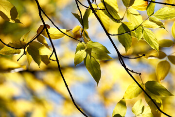 Colorful leaves in autumn, october