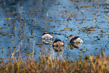 little grebe or Tachybaptus ruficollis family with chicks floating together in natural blue water at keoladeo ghana national park or bharatpur bird sanctuary rajasthan india