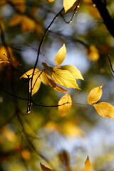 Colorful leaves in autumn, october