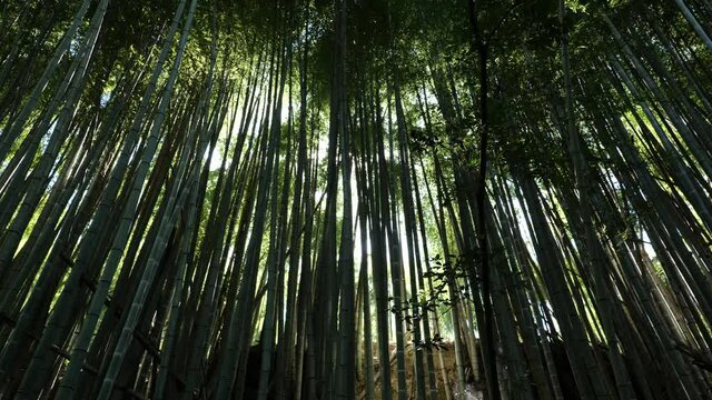 Sunlight streaming through the bamboo forest