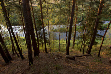 Naklejka premium River on a summer evening. Pine trees on the river bank on a summer evening. View from above.