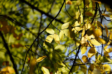 Colorful leaves in autumn, october