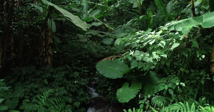 Drone aerial view of approaching small creek beautiful tropical rainforest of south of Asia