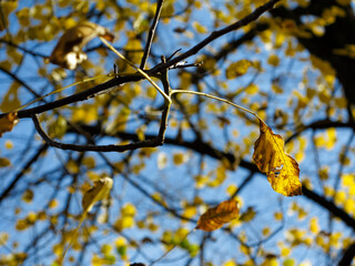 Colorful leaves in autumn, october