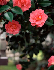 伝香寺の散り椿