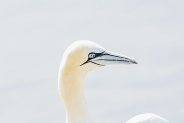One wild bird head in the wild, Morus bassanus, Northern Gannet on the island of Heligoland on the North Sea in Germany