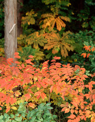 ヤマウルシの紅葉