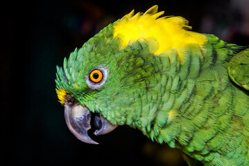 Yellow-naped Parrot (Amazona auropalliata) in aviary, Nicaragua