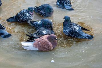 Several pigeons swimming in a puddle. One bird is brown, the rest are gray.