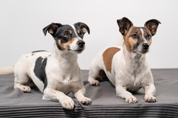 Two cheerful Jack Russell Terriers posing in a studio, in full length, on a gray blanket, copy space