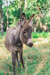 Fototapeta premium young donkey eating grass in the forest