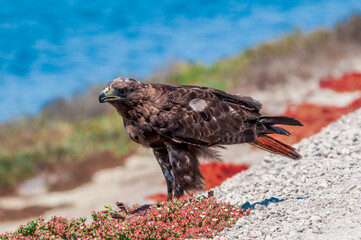 Red-tailed Hawk (Buteo jamaicensis) in Bolsa Chica Ecological Reserve, California, USA