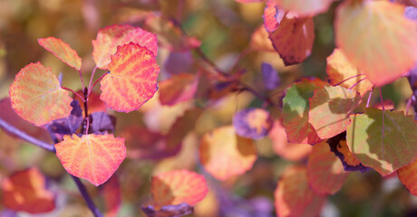 Aspen branch (or otherwise Populus tremula ) with autumn leaves of unreal color in the bright rays of the setting sun. Narrow focus, macro. White balance offset.